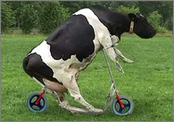 vaca.jpg