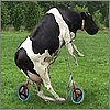 vaca.jpg